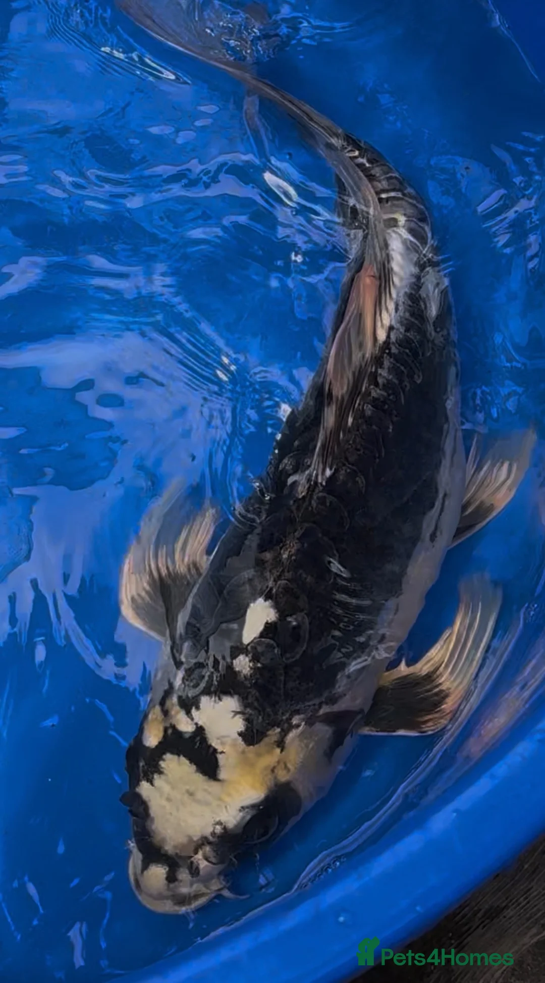 Koi Carp fish for sale: Incredible Large Japanese Dragon Koi - Advert 2