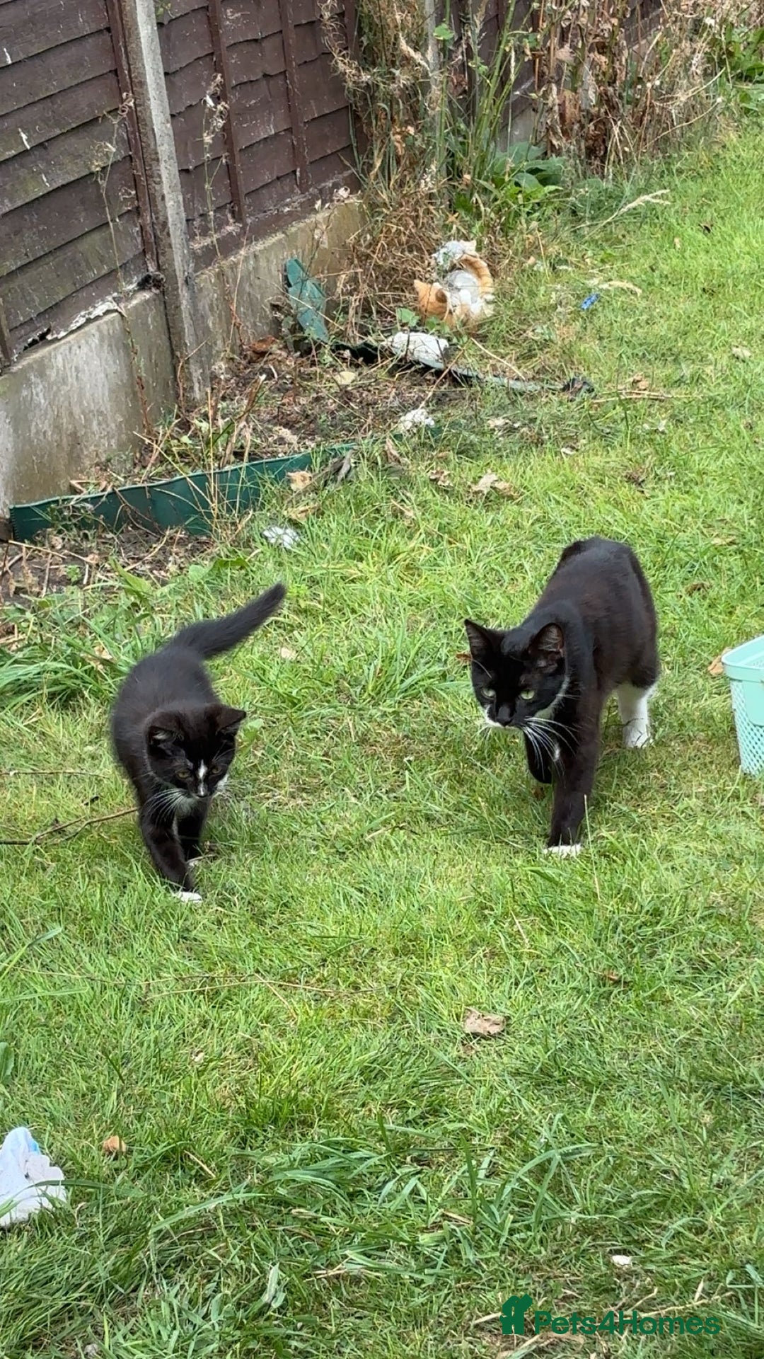 Domestic Shorthair cats for sale: Male kitten (nickname whippet) - Image 3