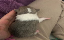 Chihuahua dogs for sale: Stunning smooth coat chihuahua puppies  - Image 14