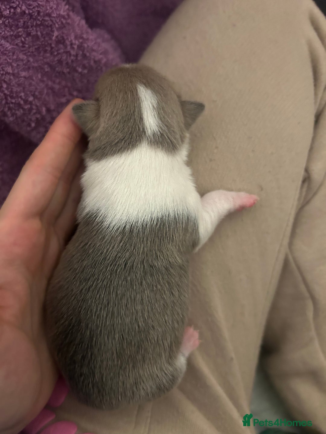 Chihuahua dogs for sale: Stunning smooth coat chihuahua puppies  - Image 14