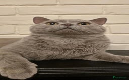 British Shorthair cats for sale: Male Leo  - Image 5
