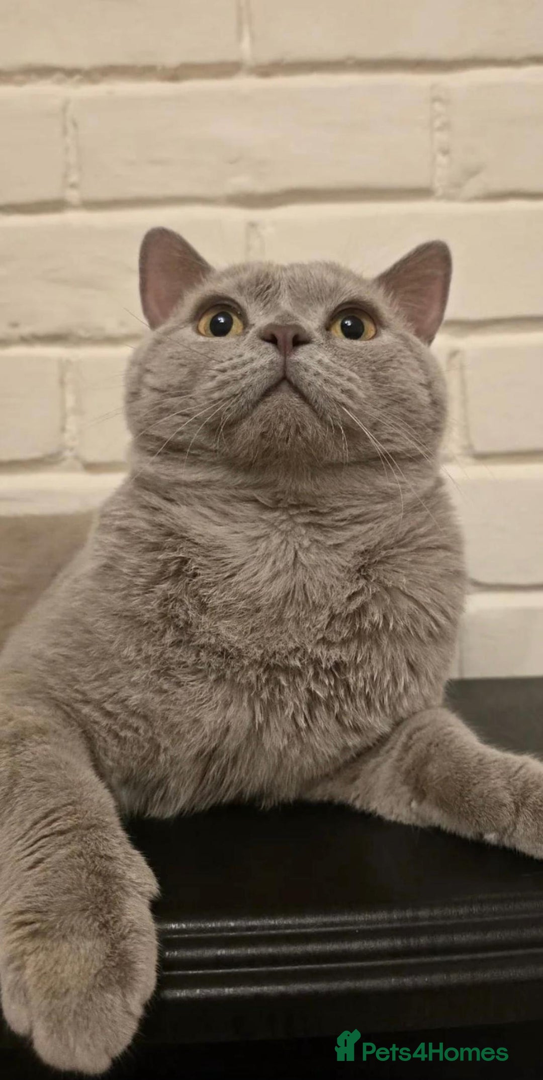 British Shorthair cats for sale: Male Leo  - Image 5