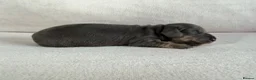 Miniature Dachshund dogs for sale: Quality Miniature Dachshunds - Advert 7