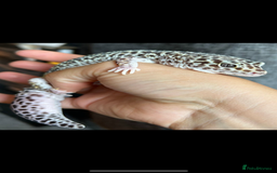 Leopard Gecko reptiles for sale: Snow Mack leopard gecko  - Image 1