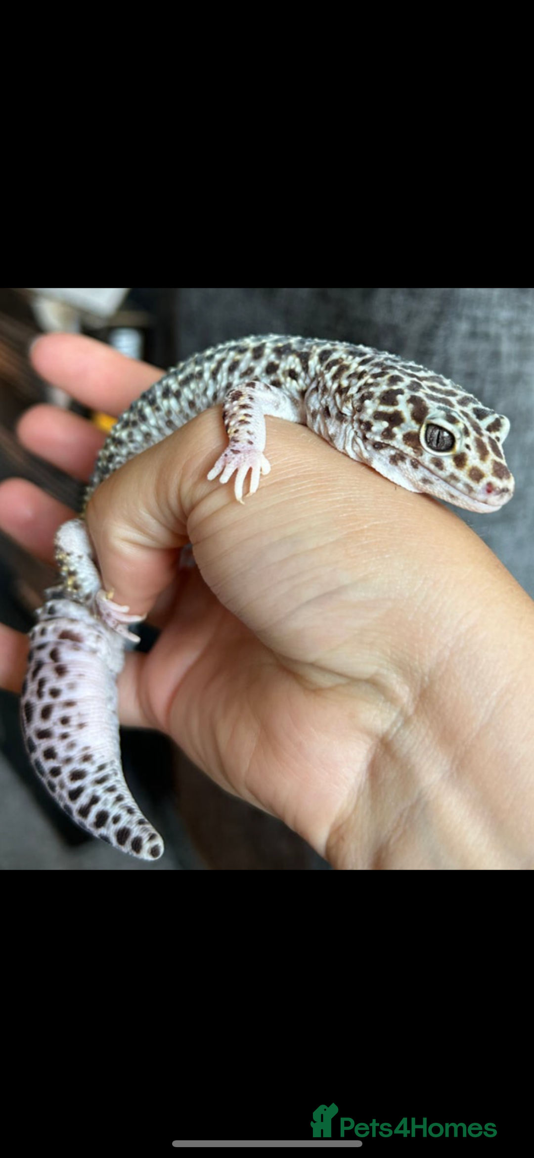 Leopard Gecko reptiles for sale: Snow Mack leopard gecko  - Image 1
