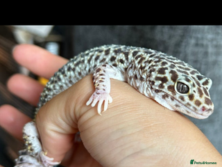 Leopard Gecko reptiles - Advert 2