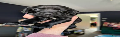 Mixed Breed 5