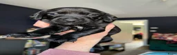 Mixed Breed dogs for sale: Cockapoo cross puppies for sale  - Advert 11