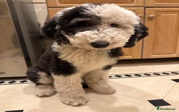 Sheepadoodle dogs for sale: Sheepadoodle puppies F1 - Image 12