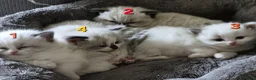 Ragdoll cats for sale: Purebreed Ragdolls - Advert 10