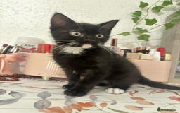 Munchkin cats for sale: 🐾 Adorable 2-Month-Old Male Kitten  🐾 - Image 4