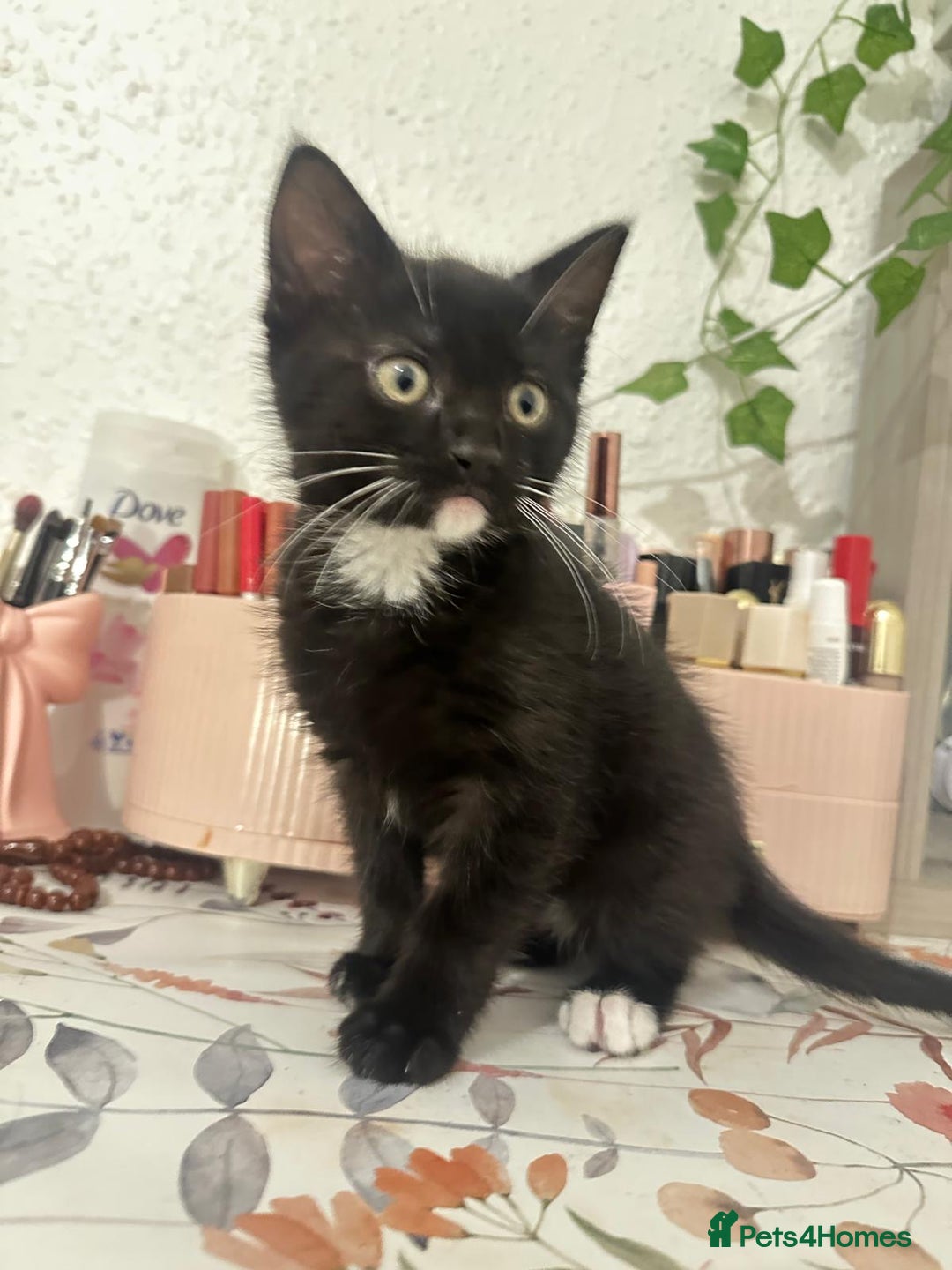 Munchkin cats for sale: 🐾 Adorable 2-Month-Old Male Kitten  🐾 - Image 4