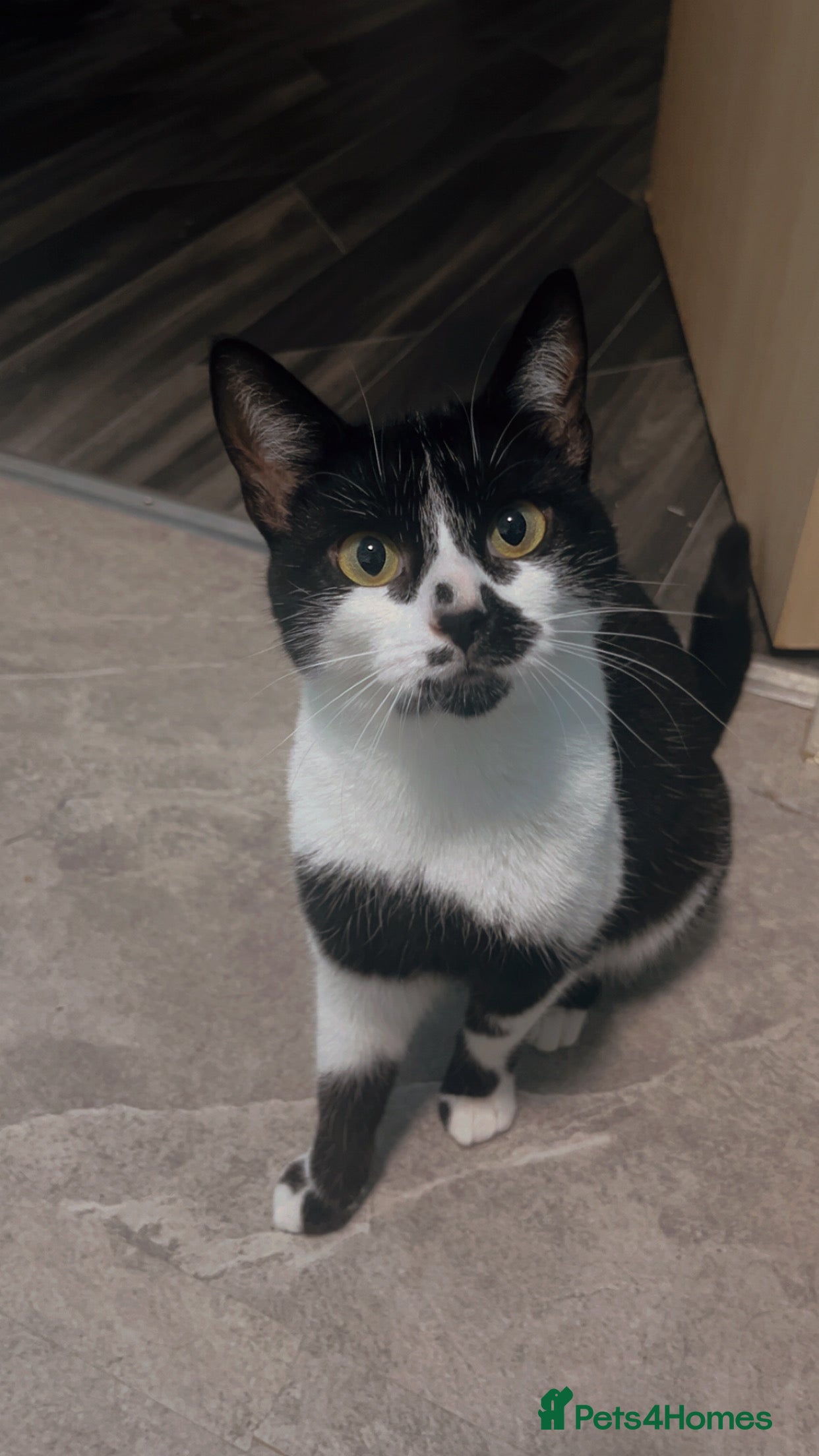 British Shorthair cats 2 year old cat seeking new home  in Livingston - Advert 1