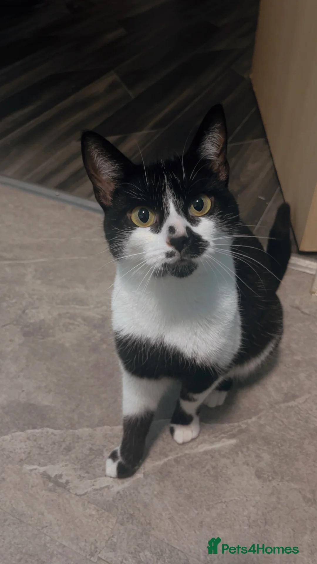 British Shorthair cats for sale: 2 year old cat seeking new home  in Livingston - Advert 1