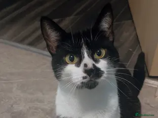 British Shorthair cats 2 year old cat seeking new home in Livingston - Advert 1