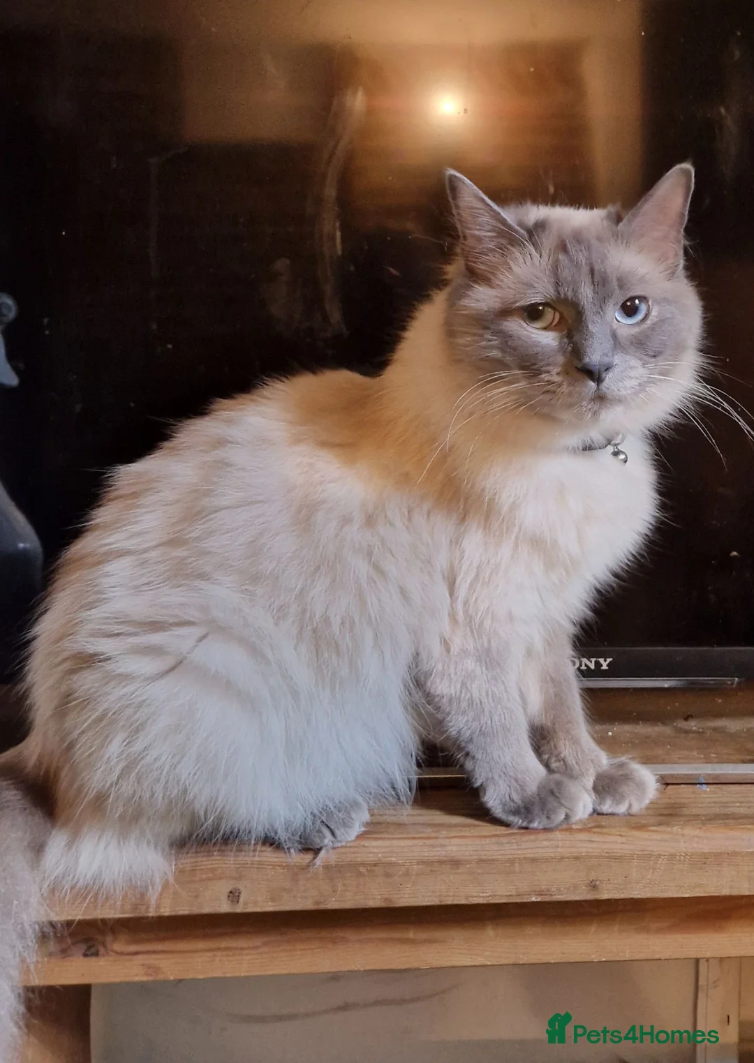 Ragdoll cats for sale: Ragdoll Kittens, Long-haired, Blue Point - Advert 1