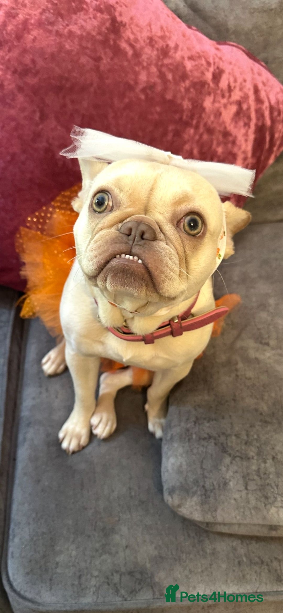 French Bulldog dogs for sale: 1 year old female platinum frenchie.  - Advert 6