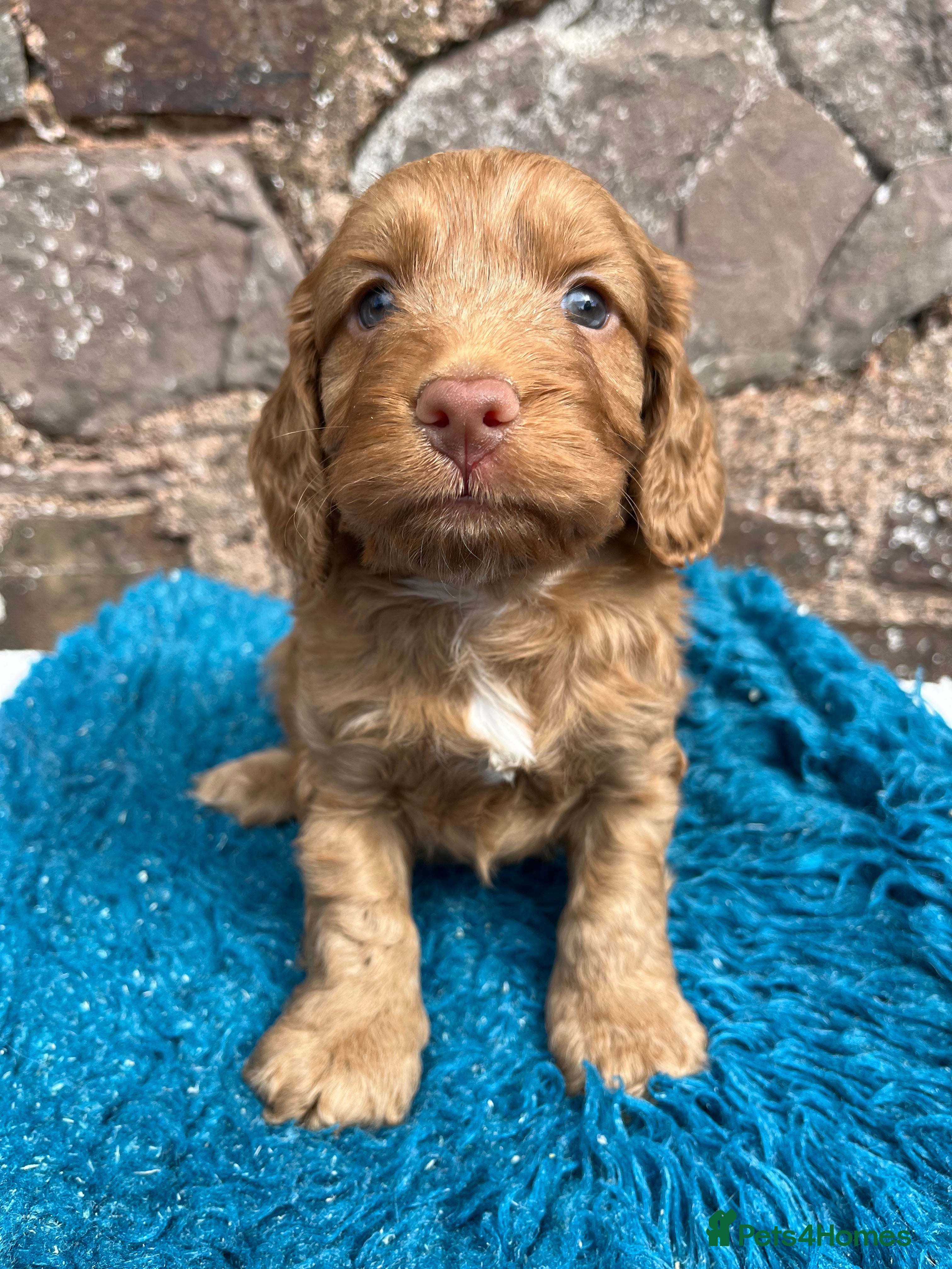 Cockapoo dogs CRACKING Cockapoo pups - Advert 2