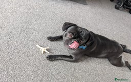 Frug dogs for sale: Frug - 2 years old - Image 4