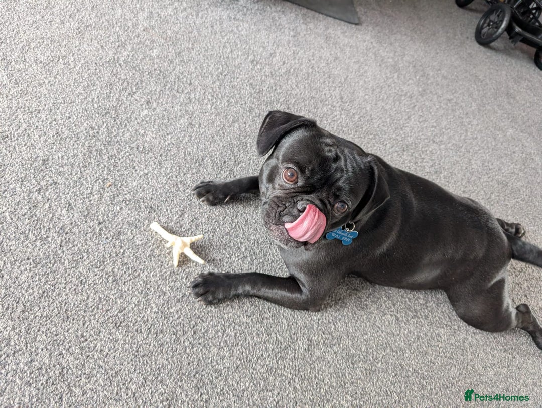 Frug dogs for sale: Frug - 2 years old - Image 4