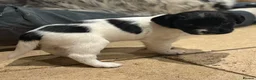 English Springer Spaniel dogs for sale: English springer spaniel puppies - Advert 13