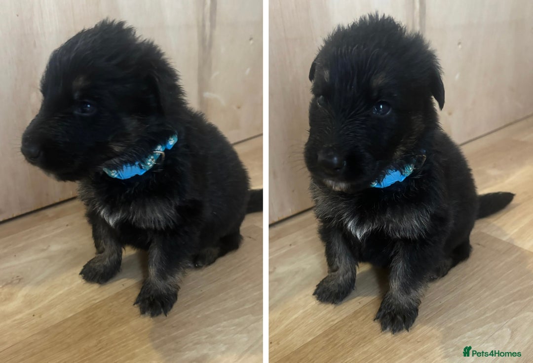 German Shepherd dogs for sale: German Shepherd Pups - Advert 8