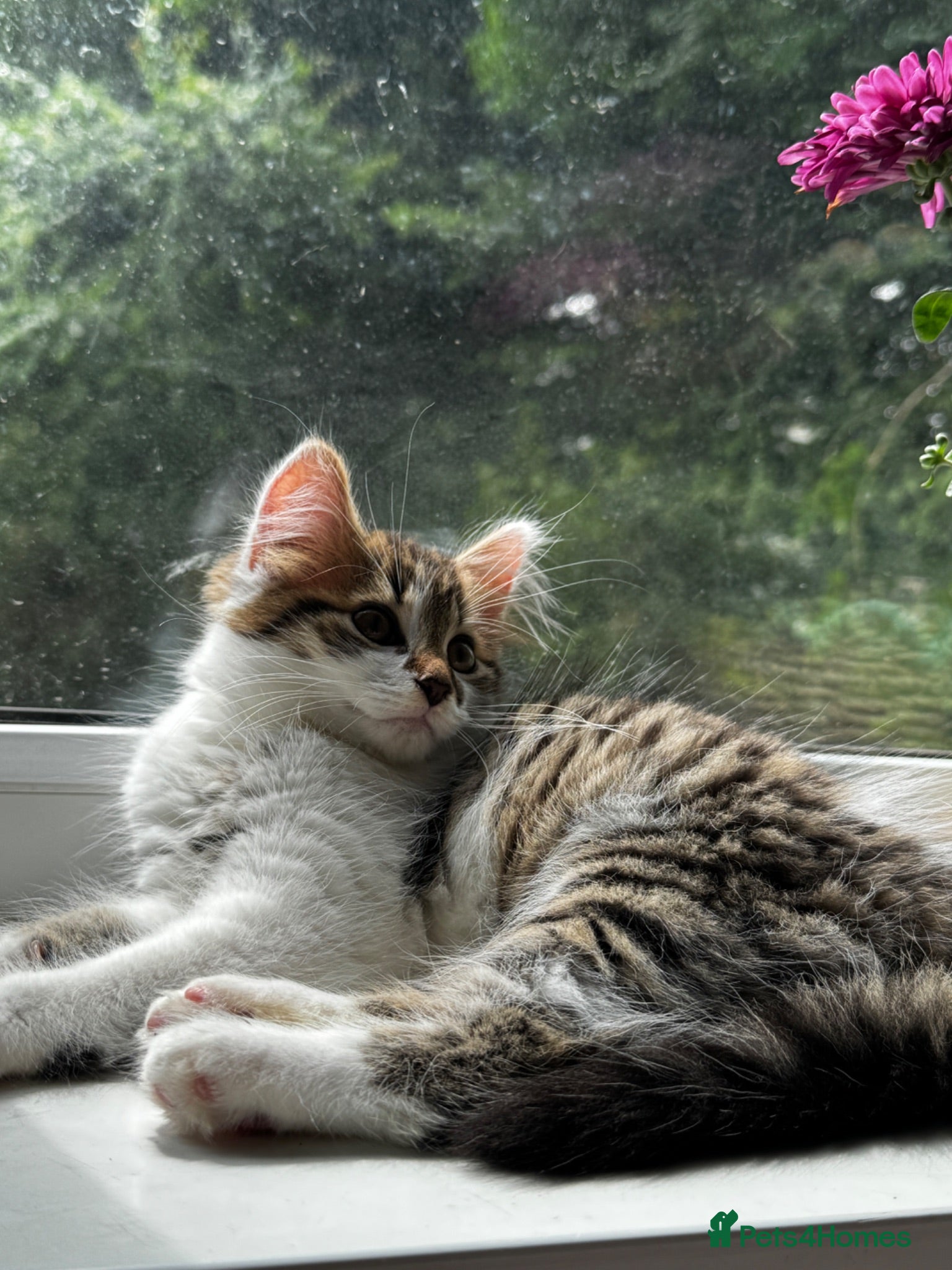 Mixed Breed cats Kitten for free - Advert 4