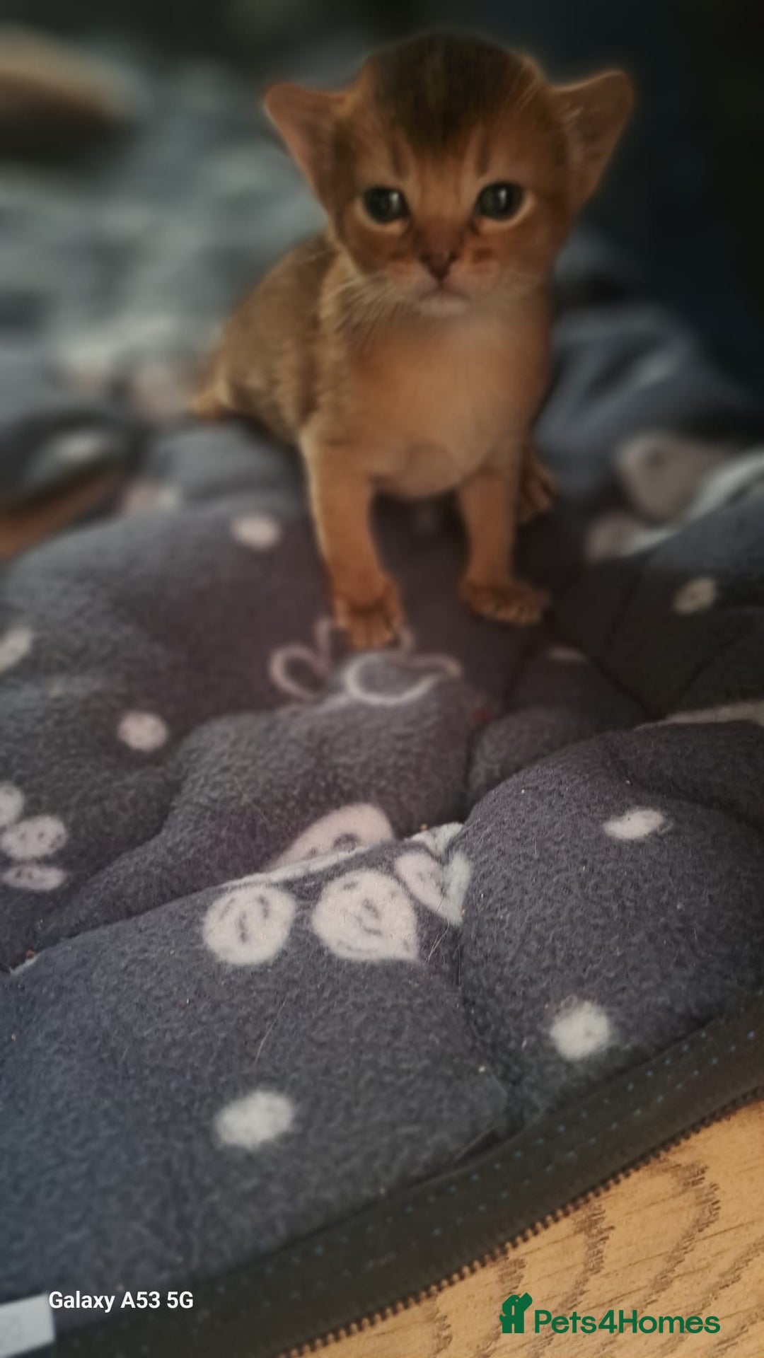 Abyssinian cats for sale: 5⭐️ TICA Pedigree Abyssinian Kittens - Advert 4