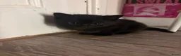 Domestic Shorthair cats for sale: 6 Curious Loving Domestic Shorthair Kittens - Advert 4