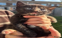 Mixed Breed cats for sale: 5 Gorgeous kittens available now - Image 17