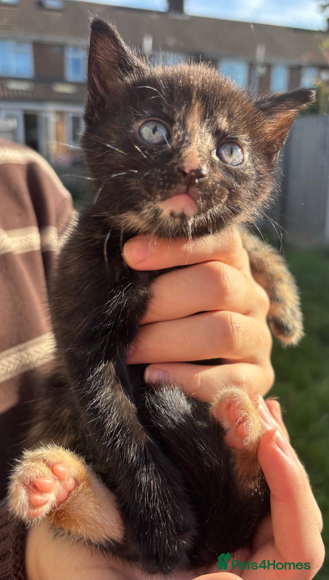 Mixed Breed cats for sale: 5 Gorgeous kittens available now - Image 17