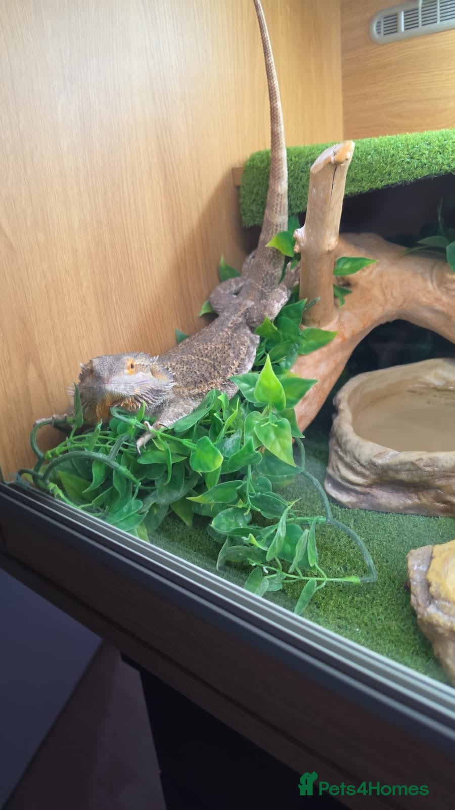 Bearded Dragon reptiles Bearded dragon just turned 2 male with 4ft viv - Advert 1