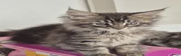 Maine Coon cats for sale: Maine Coon Kittens ready for there forever homes  - Advert 16