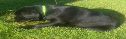 Labrador Retriever dogs for sale: KC Registered Black Labrador puppies  - Advert 13