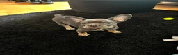 French Bulldog dogs for sale: Female French bulldog puppy in Colchester - Advert 5