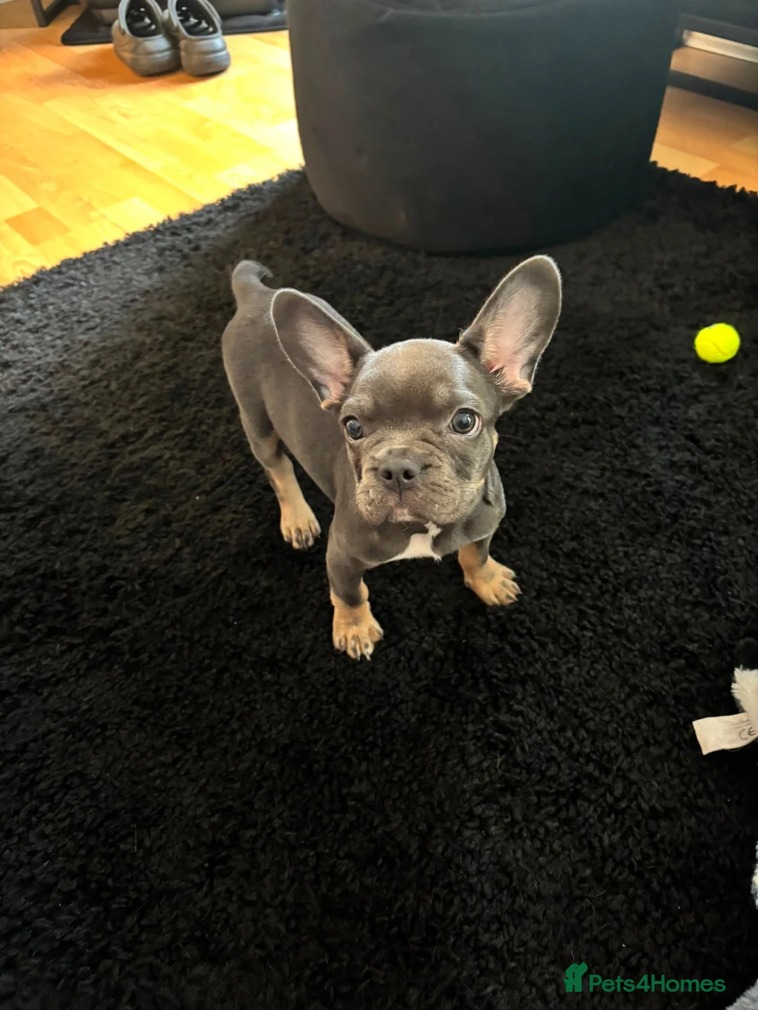 French Bulldog dogs for sale: Female French bulldog puppy in Colchester - Advert 5