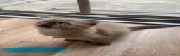 Scottish Fold cats for sale: Beautiful kittens🌹🤭 - Advert 12