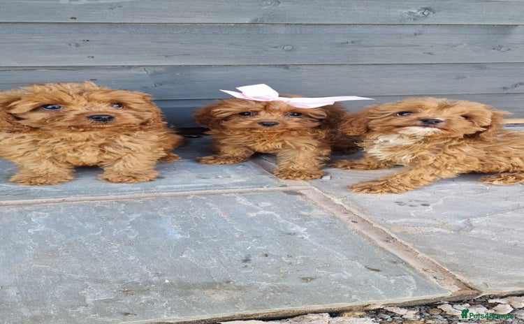 Cavapoo dogs - Advert 3
