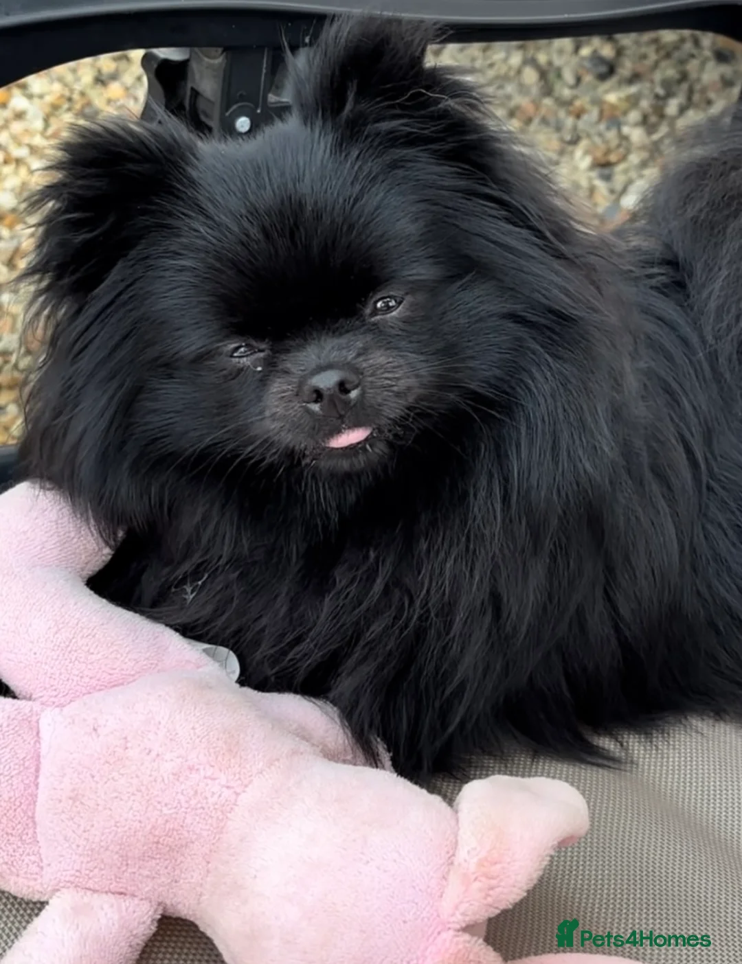 Pomeranian dogs for sale: Black and Tan Pomeranian puppies - Advert 12