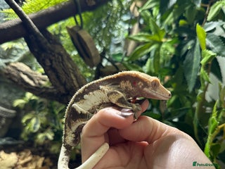 Gecko reptiles in Stowmarket - Advert 1