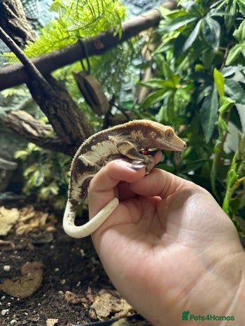 Gecko reptiles in Stowmarket - Advert 1