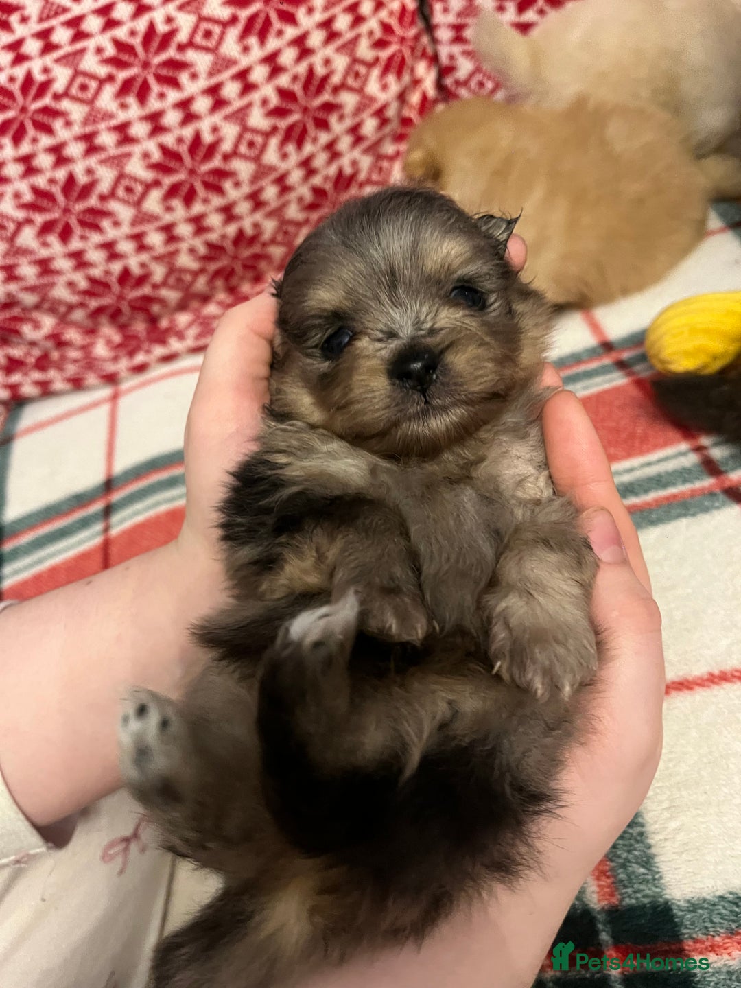 Pomeranian dogs for sale: Stunning Pomeranian puppys - Advert 36