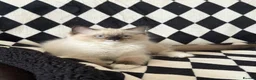 Ragdoll cats for sale: Chunky Ragdoll kittens  - Advert 9