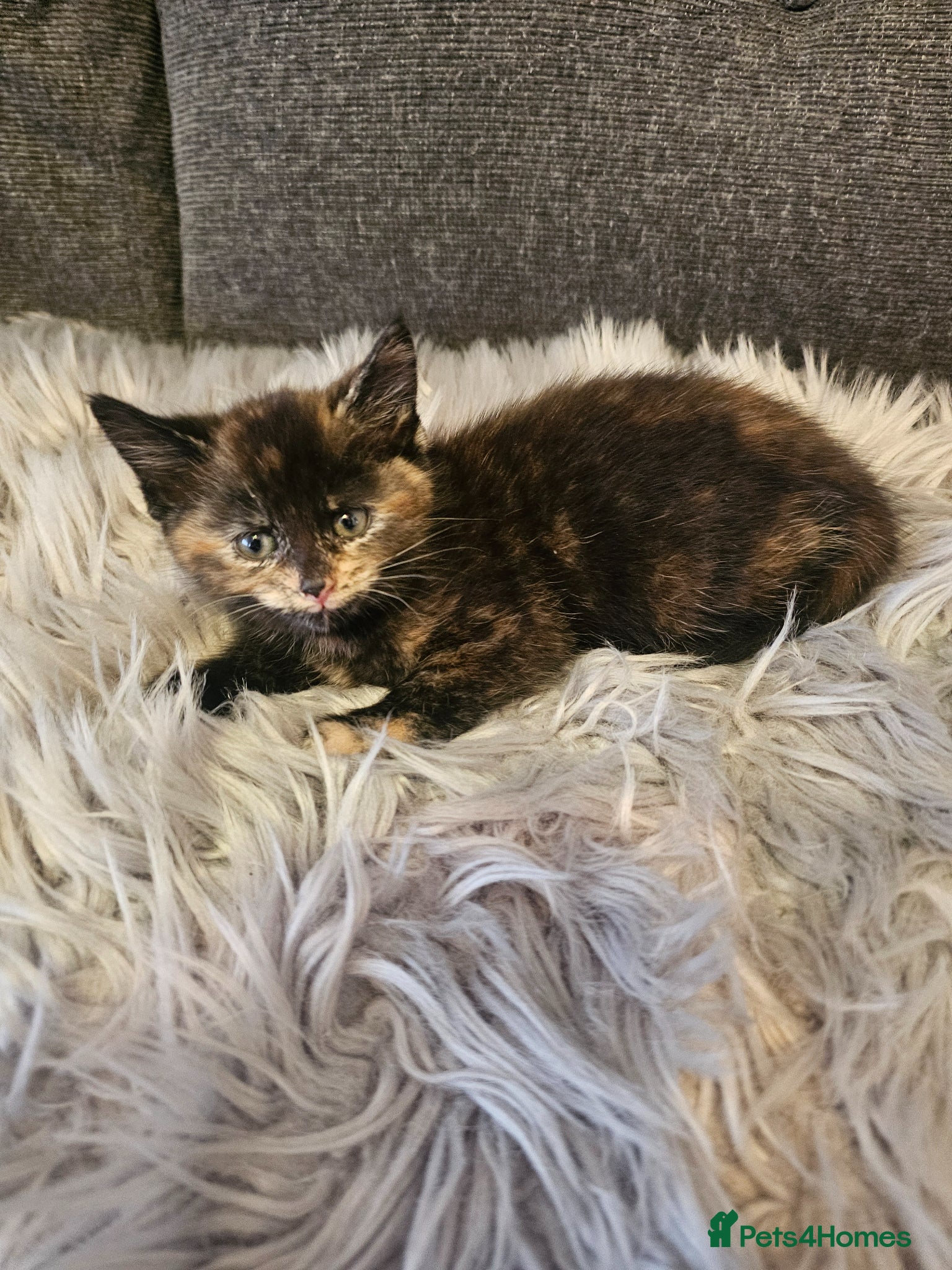 Mixed Breed cats Maine Mix Kittens - Advert 18
