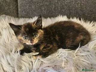 Mixed Breed cats Maine Mix Kittens - Advert 3