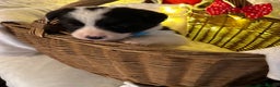 Border Collie dogs for sale: Boarder collie pups  - Advert 20