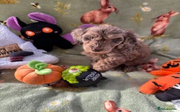 Cockapoo dogs for sale: PRA clear F1b Cockapoo puppies  - Image 17