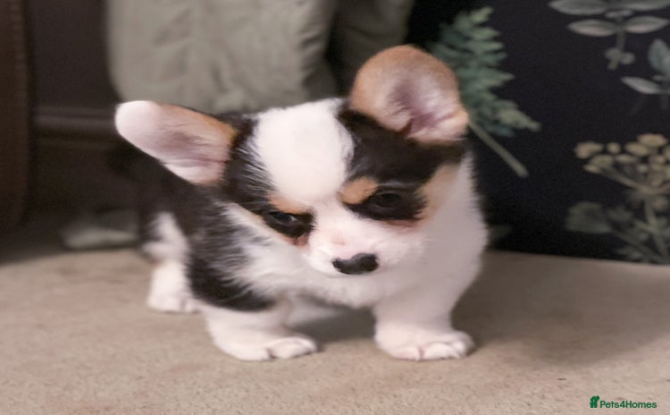 Welsh Corgi Pembroke dogs Beautiful Welsh Corgi Pembroke girls  - Advert 3