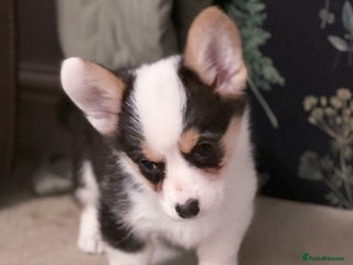 Welsh Corgi Pembroke dogs Beautiful Welsh Corgi Pembroke girls - Advert 1