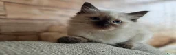 Ragdoll cats for sale: Pure Ragdoll Kittens  - Advert 7